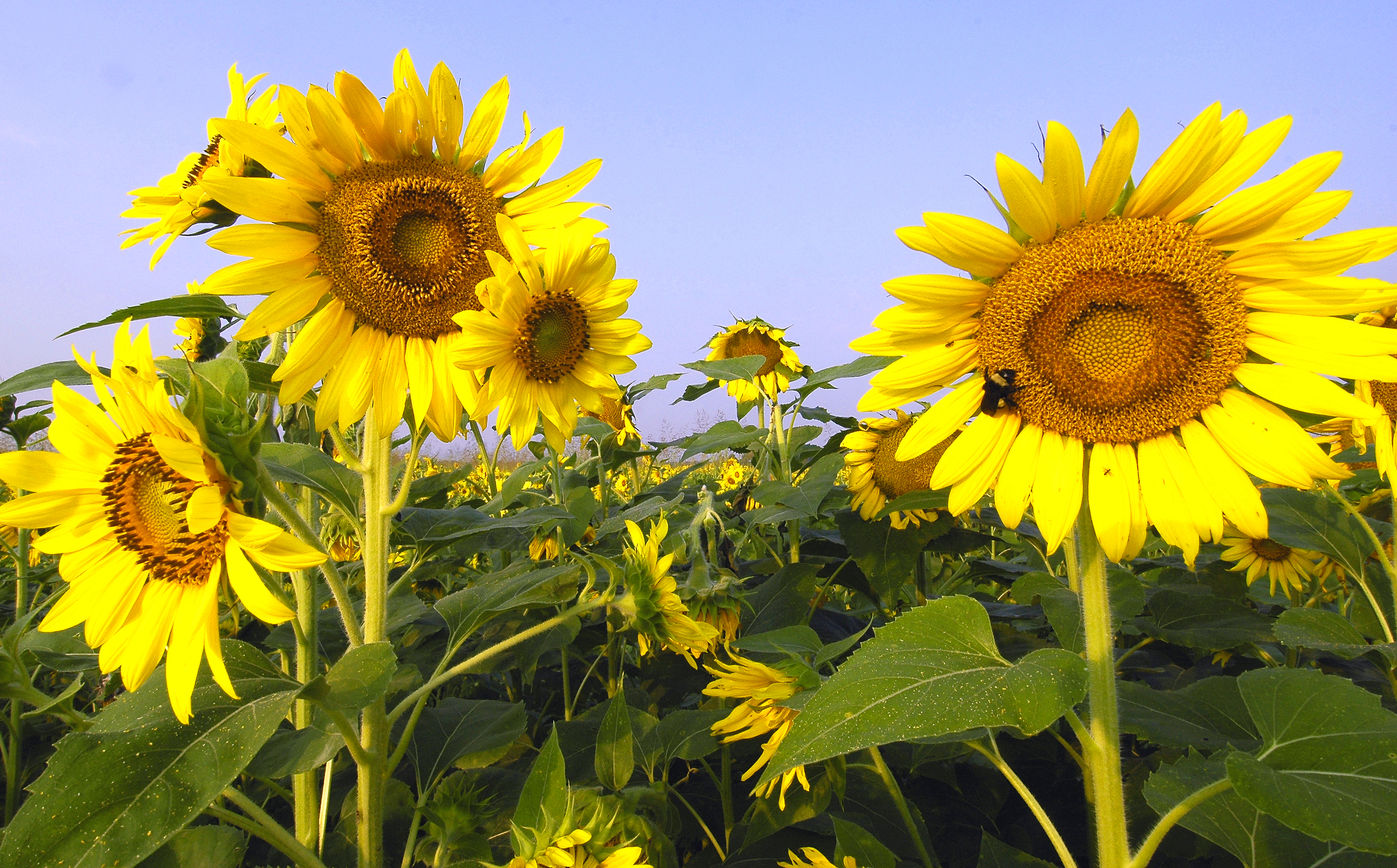 Growing Sunflowers